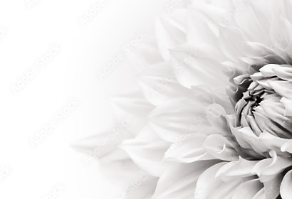 Fototapeta Rozkvitnutá biela Dahlia 233194439